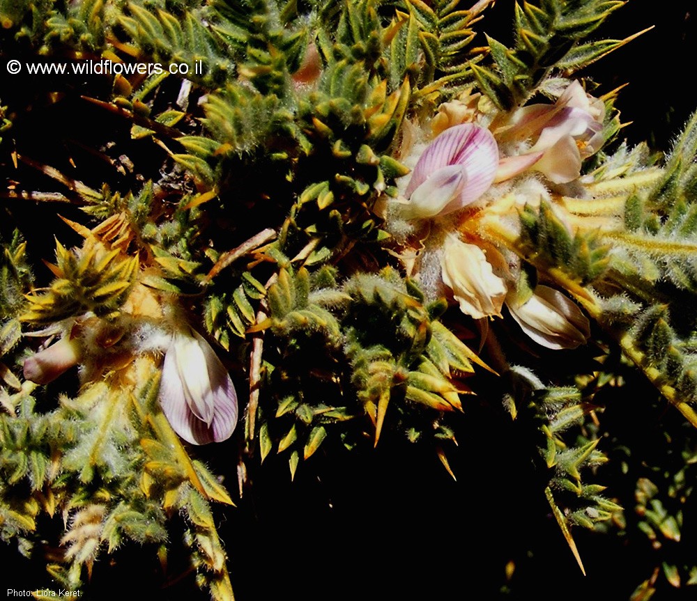 Astragalus echinus